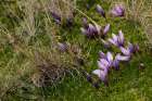 Gentian flowers-Antisana National Park-Ecuador Art Print